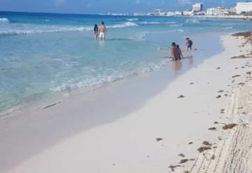 Lluvias y viento alejan al sargazo de las playas de Quintana Roo