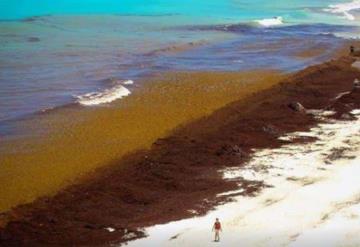 Isla Mujeres y Cancún ya están libres de sargazo: Marina