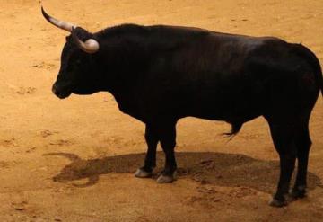 Pierde la vida hombre tras ser embestido por toro