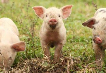 ¡Aguas! Hasta 16 años de prisión podrías alcanzar por robarte un cerdo en Tabasco