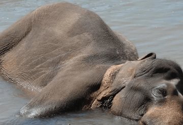 Video: Elefantes son arrastrados por fuerte crecida de río en inundaciones en India