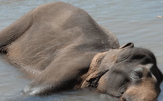 Video: Elefantes son arrastrados por fuerte crecida de río en inundaciones en India