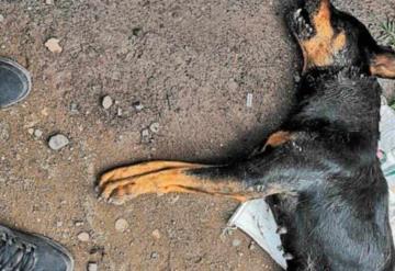 ¡Crueldad animal! Envenenan y matan a golpes a perros