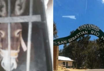 Burro pasa 48 horas en cárcel de Oaxaca; no lo han alimentado