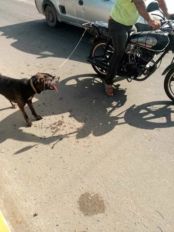 Indignante Captan A Sujeto Arrastrando A Perrito Con Una Moto 1645