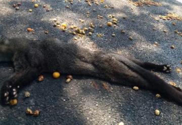 Atropellan a jaguarundi sobre la carretera Cárdenas - Agua Dulce, está en peligro de extinción