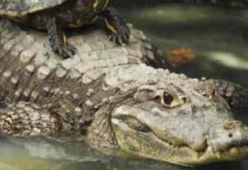 Suman cuatro cocodrilos muertos en lo que va del año