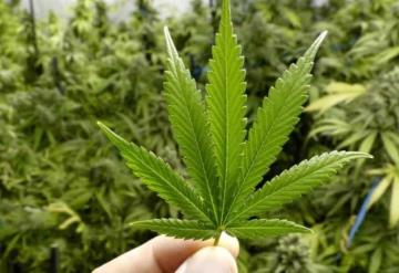 Morena presenta iniciativa sobre autoconsumo lúdico de marihuana