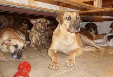 Mujer resguarda a 97 perros del huracán Dorian en Bahamas