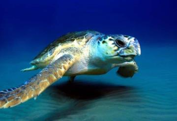 Video: Tortuga de dos cabezas es encontrada en una playa 