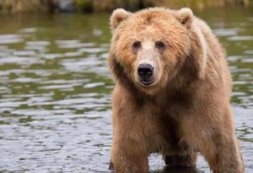 Oso atacó y mató a mujer en aguas de Canadá