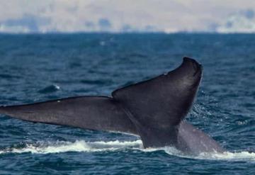 Encuentran nueva especie de ballena