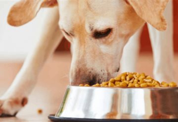 Crean croquetas veganas para perro a base de sobras de comida