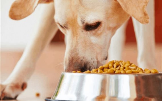 Crean croquetas veganas para perro a base de sobras de comida