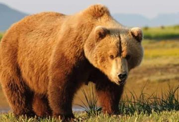 Mujer hiere de bala a cazador que era atacado por oso