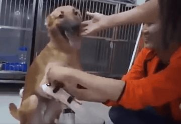 Video: Esta fue la reacción de un perrito al recibir prótesis y volver a caminar