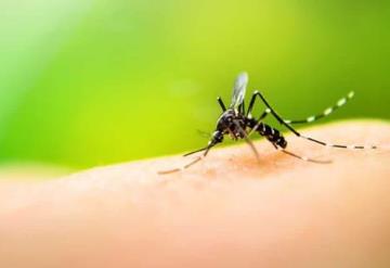 Contagio de dengue aumenta por falta de hierro en la sangre