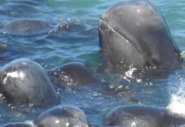 Una manada de delfines se acurrucan para consolarse antes de ser sacrificada
