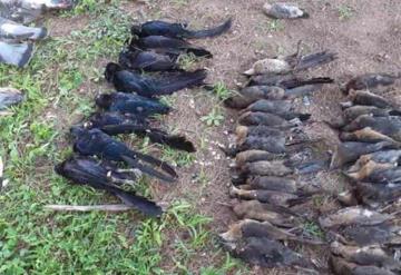 Hallan muertas a más de 100 aves en parque residencial