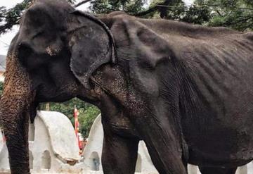 Muere Tikiri, la elefanta de 70 años desnutrida y maltratada