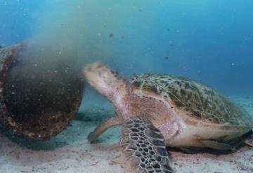 Video: Tortuga se alimenta de tubería de aguas residuales que da al mar