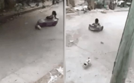 Video: niña maneja carrito y atropella a gato; se vuelve viral 