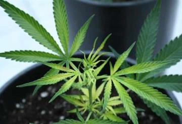 Podrías tener hasta 6 plantas de mariguana en casa