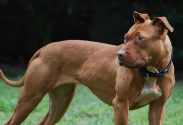 Hombre golpea 20 veces a un pitbull para salvar a niña de 4 años