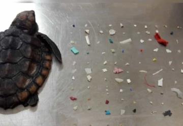 Muere tortuga bebé, tras ingerir 104 piezas de plástico