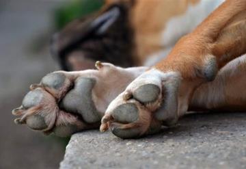 Hombre arrojó a un perro desde el quinto piso de un edificio; fue detenido