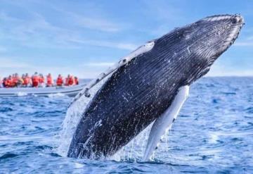 Video: El método que usan las ballenas para cazar peces con redes de burbujas