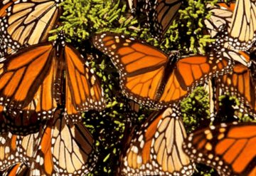 Calentamiento Global está afectando el fenómeno migratorio de la Mariposa Monarca