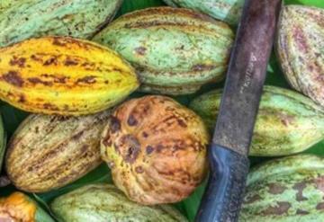 Convocan a concurso nacional de dibujo Cuéntame una de cacao