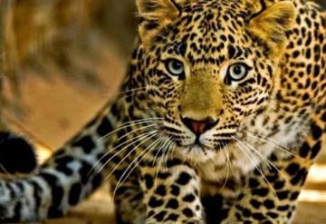 Leopardo se acerca sigilosamente a un perro que duerme delante de su casa y se abalanza sobre él