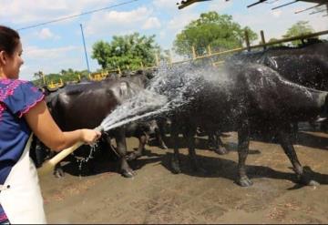 En Tabasco apuestan por la crianza de búfalo