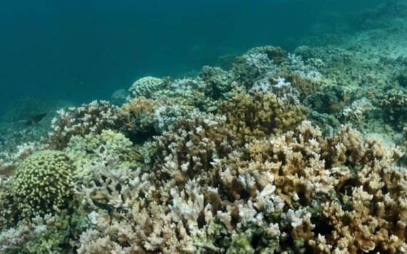 Regresa la mancha y amenaza a los arrecifes 