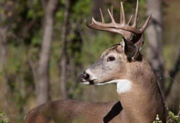 Venado se hace el muerto y mata a su cazador