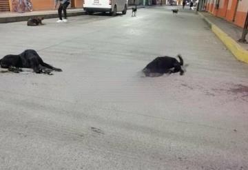 Mueren 20 perros envenenados en Atempan, Puebla