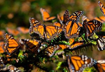 Mariposas monarca llegarán tarde a México; este es el motivo 