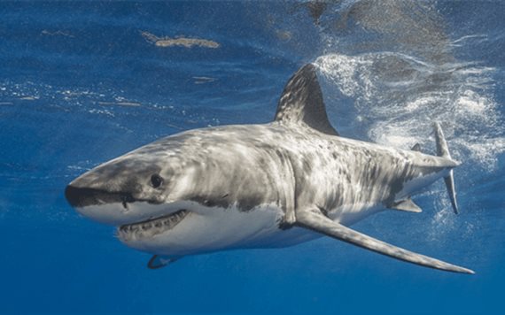 Youtuber salva a su perro de las fauces de un tiburón
