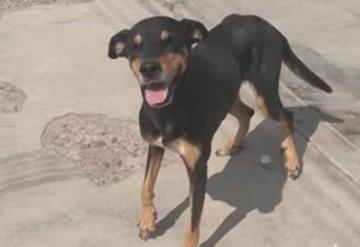 Así reaccionó un perrito sin hogar al recibir bolsa de croquetas