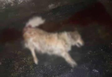 Sujeto arroja a perrita Candy de un quinto piso, ya lo buscan