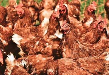 Un hombre compra por error 1.000 gallinas por 1,5 dólares y ahora no sabe cómo deshacerse de ellas