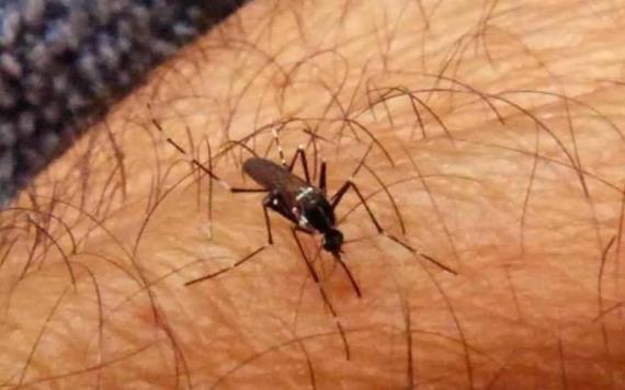 Repunta venta de remedios caseros contra mosquitos