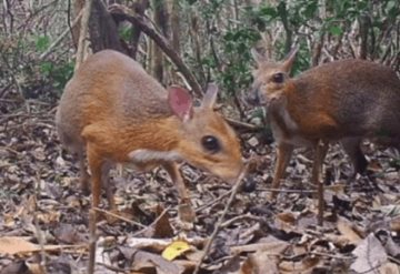 Encuentran ejemplar de ciervo ratón, especie que se creía extinta hace 30 años