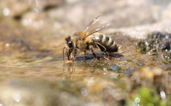Revela estudio que las abejas saben nadar y sobreviven hasta 10 minutos en el agua