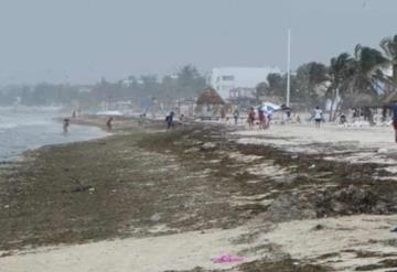 Generan frentes fríos llegada de sargazo a la costa norte de Yucatán