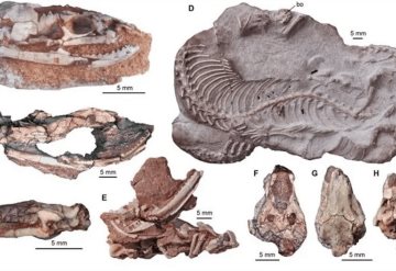 Las serpientes tuvieron patas posteriores en sus primeros 70 millones de años