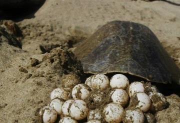 Guardia Nacional recupera 17 mil 640 huevos de tortuga en Oaxaca