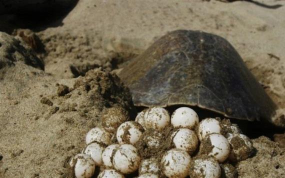Guardia Nacional recupera 17 mil 640 huevos de tortuga en Oaxaca